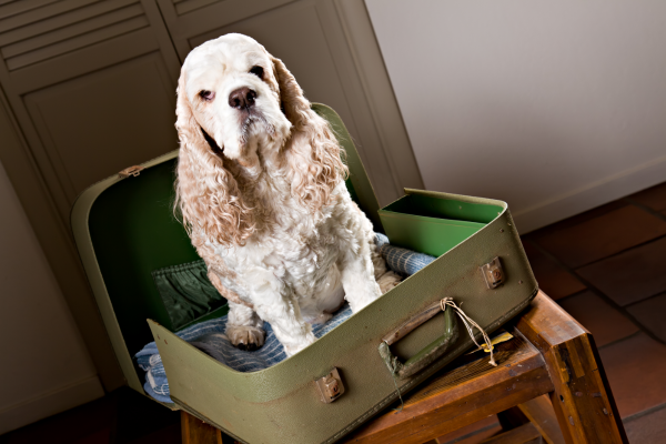 Do Dogs Know When You're Going on Vacation?